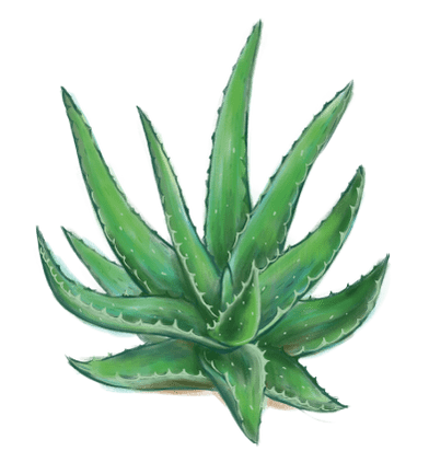 Aloe in Proctonic